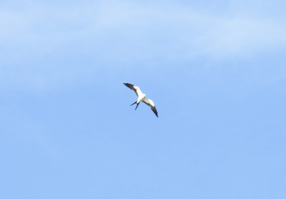 Swallow-tailed Kite - ML619884821