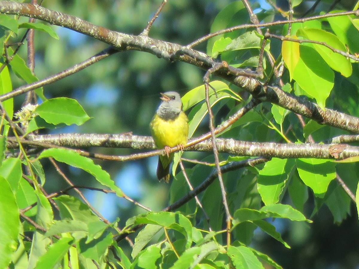 Mourning Warbler - ML619884822