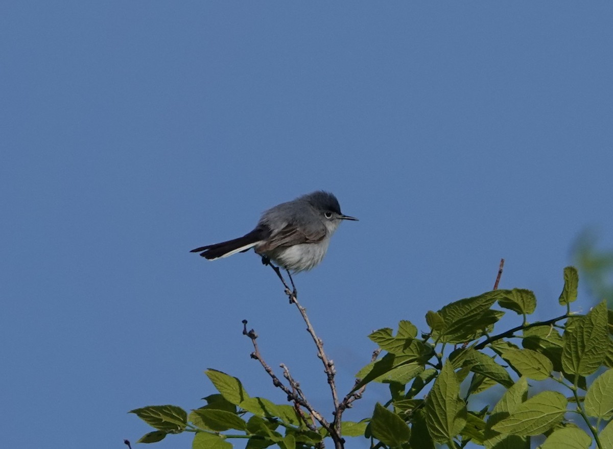 Blue-gray Gnatcatcher - Danette Henderson