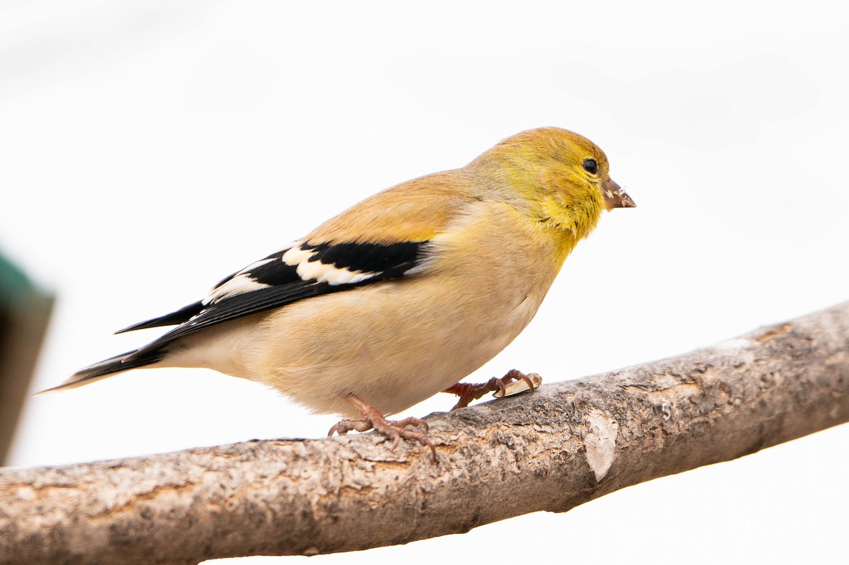 Chardonneret jaune - ML619884869