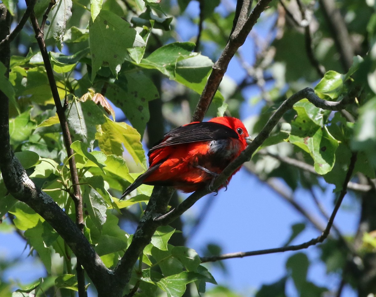 Scarlet Tanager - ML619884870