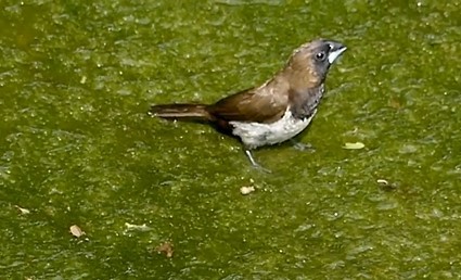 Javan Munia - ML619884887