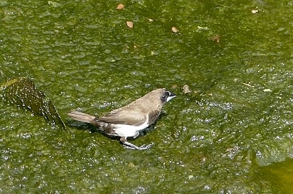 Javan Munia - ML619884888