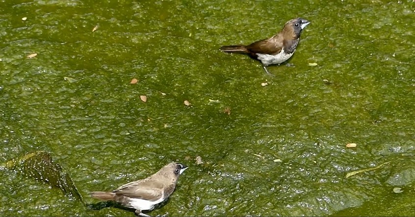 Javan Munia - ML619884889