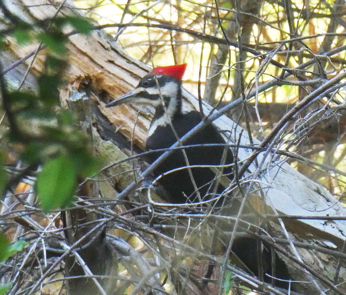 Pileated Woodpecker - ML619884891