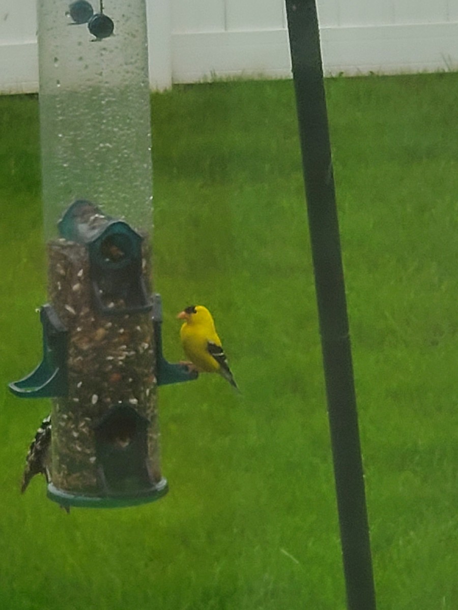 American Goldfinch - ML619884893