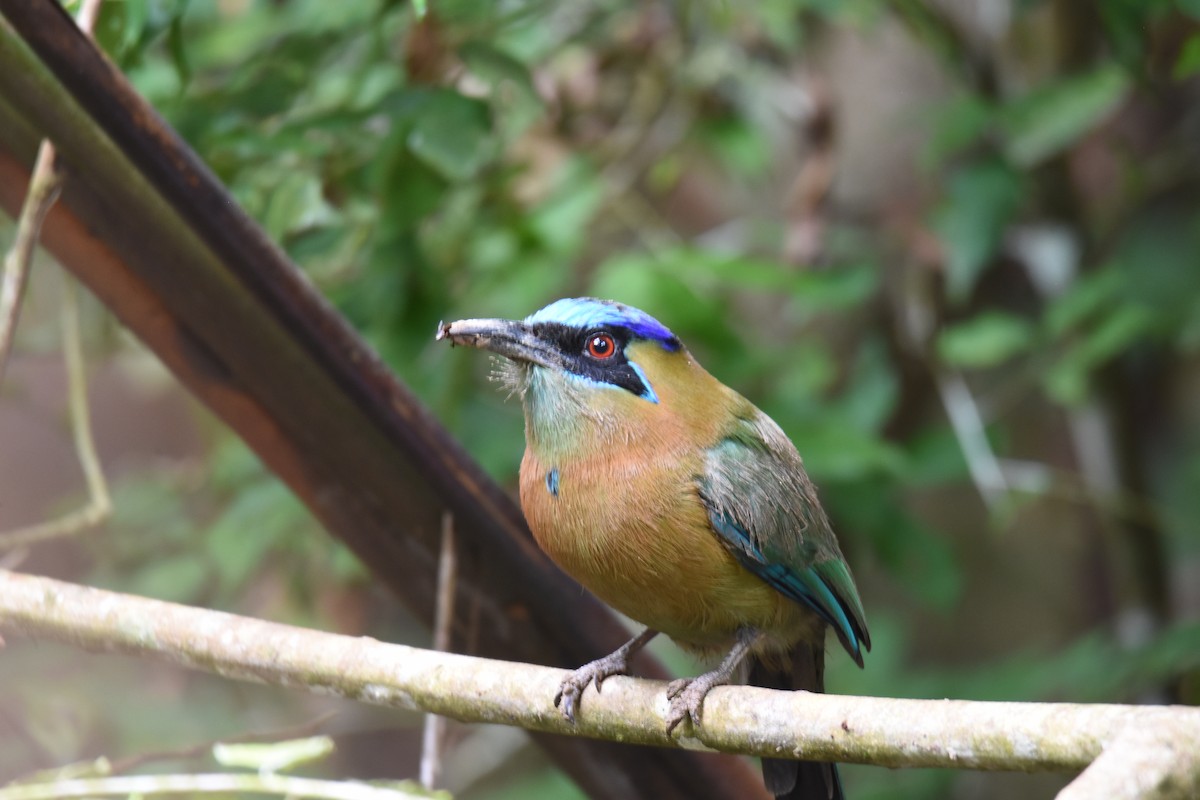 Lesson's Motmot - ML619884902