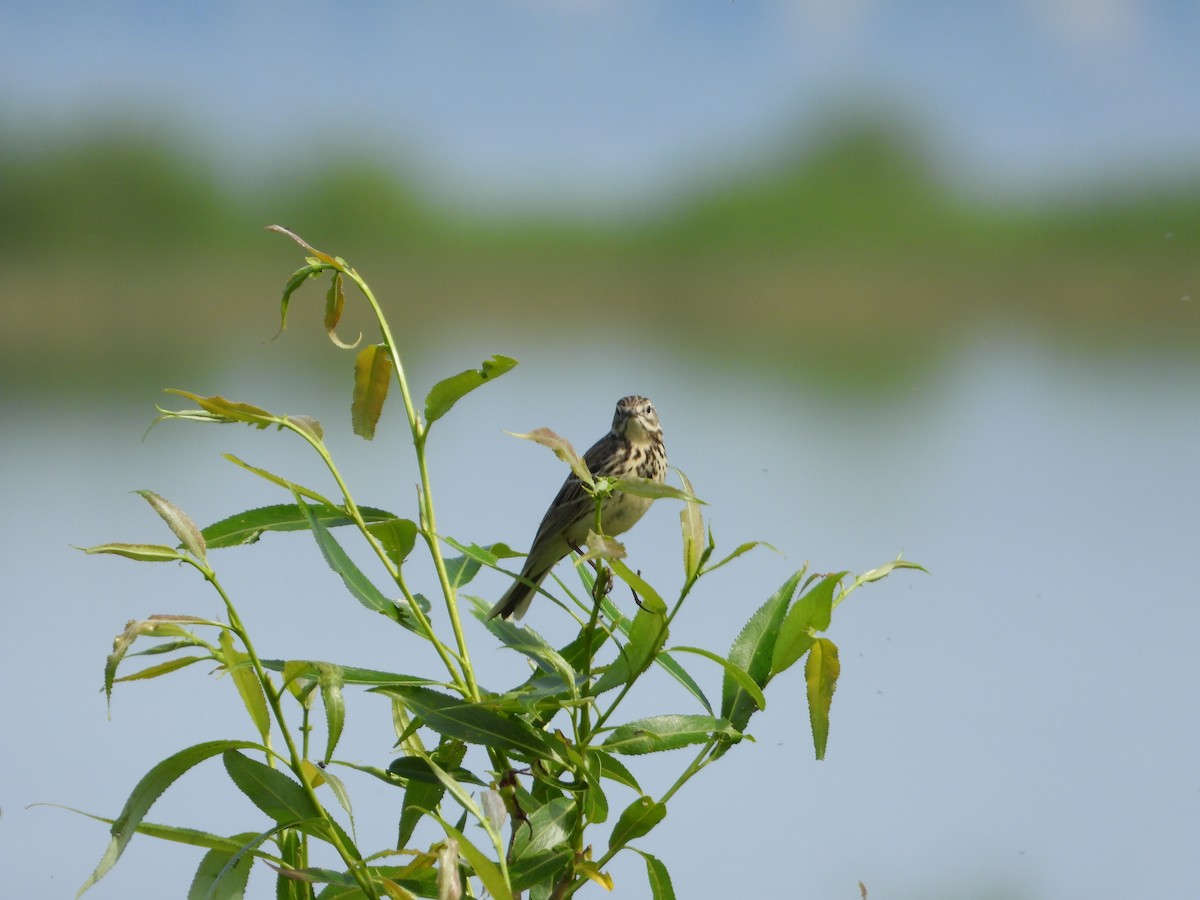 Tree Pipit - ML619884915