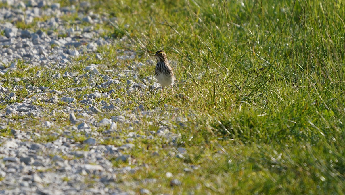 Savannah Sparrow - ML619884920