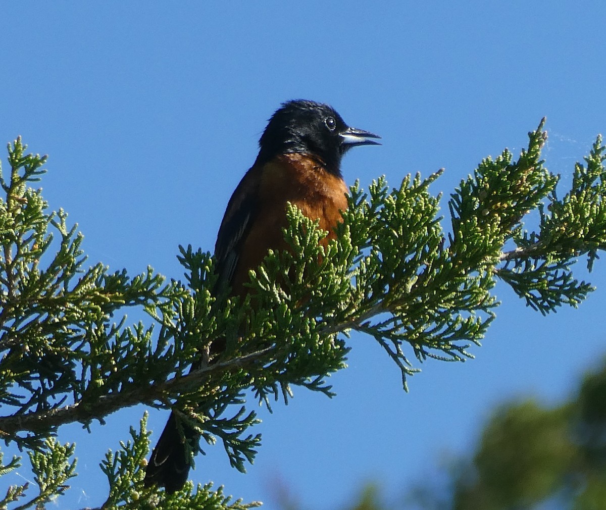 Orchard Oriole - ML619884921