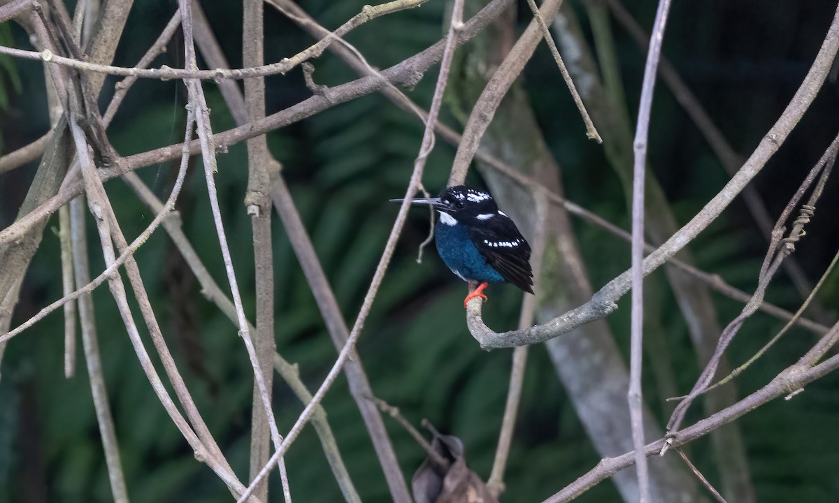 Southern Silvery-Kingfisher - ML619884937