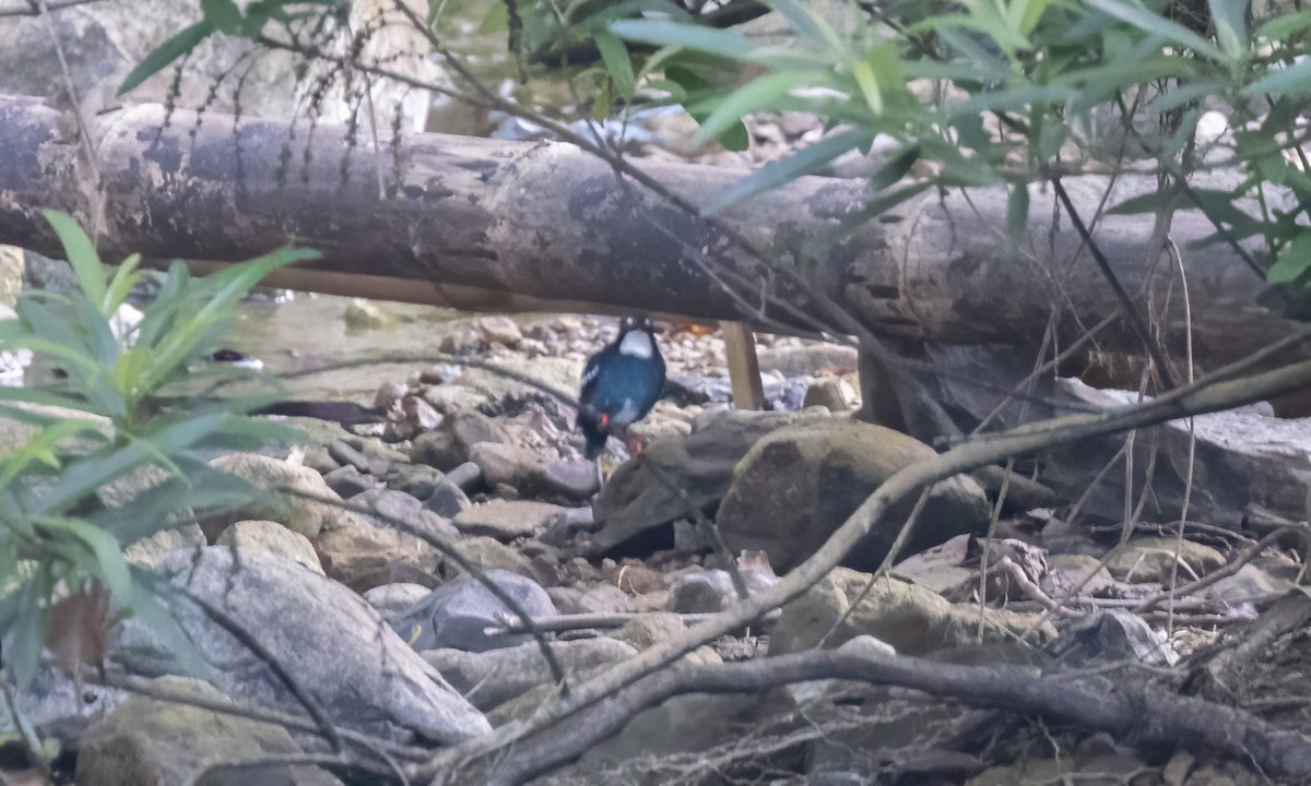 Southern Silvery-Kingfisher - ML619884939