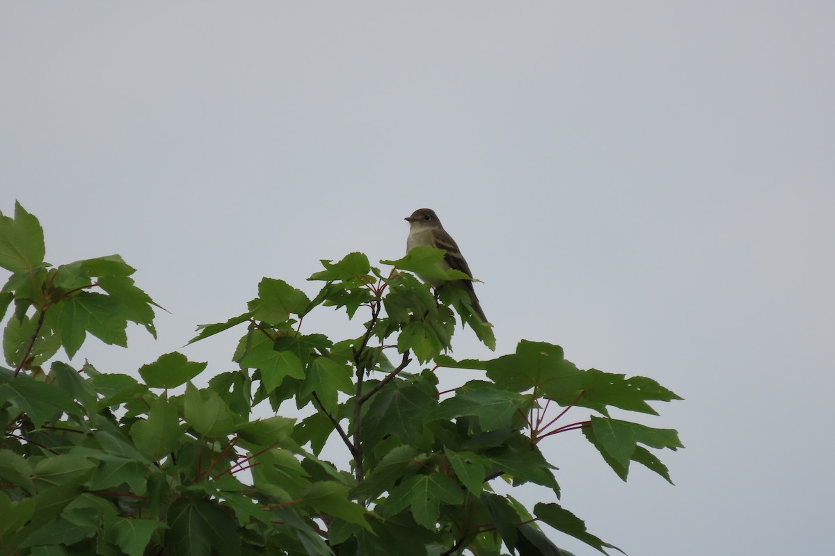 Willow Flycatcher - ML619884946