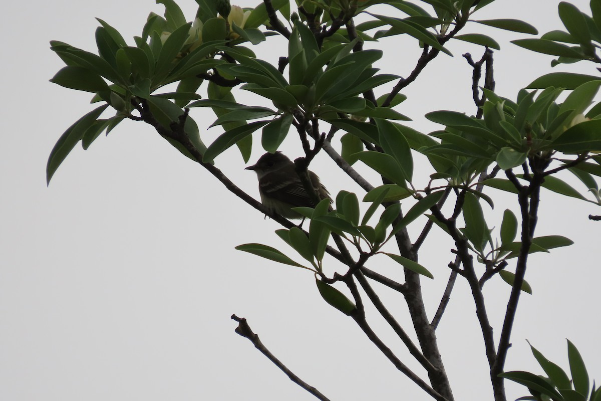 Willow Flycatcher - ML619884947