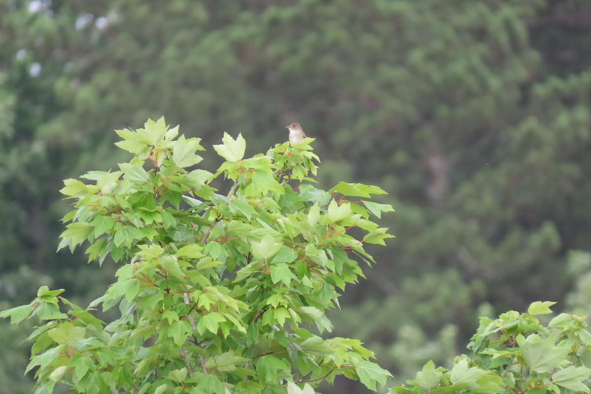 Willow Flycatcher - Adam Betuel