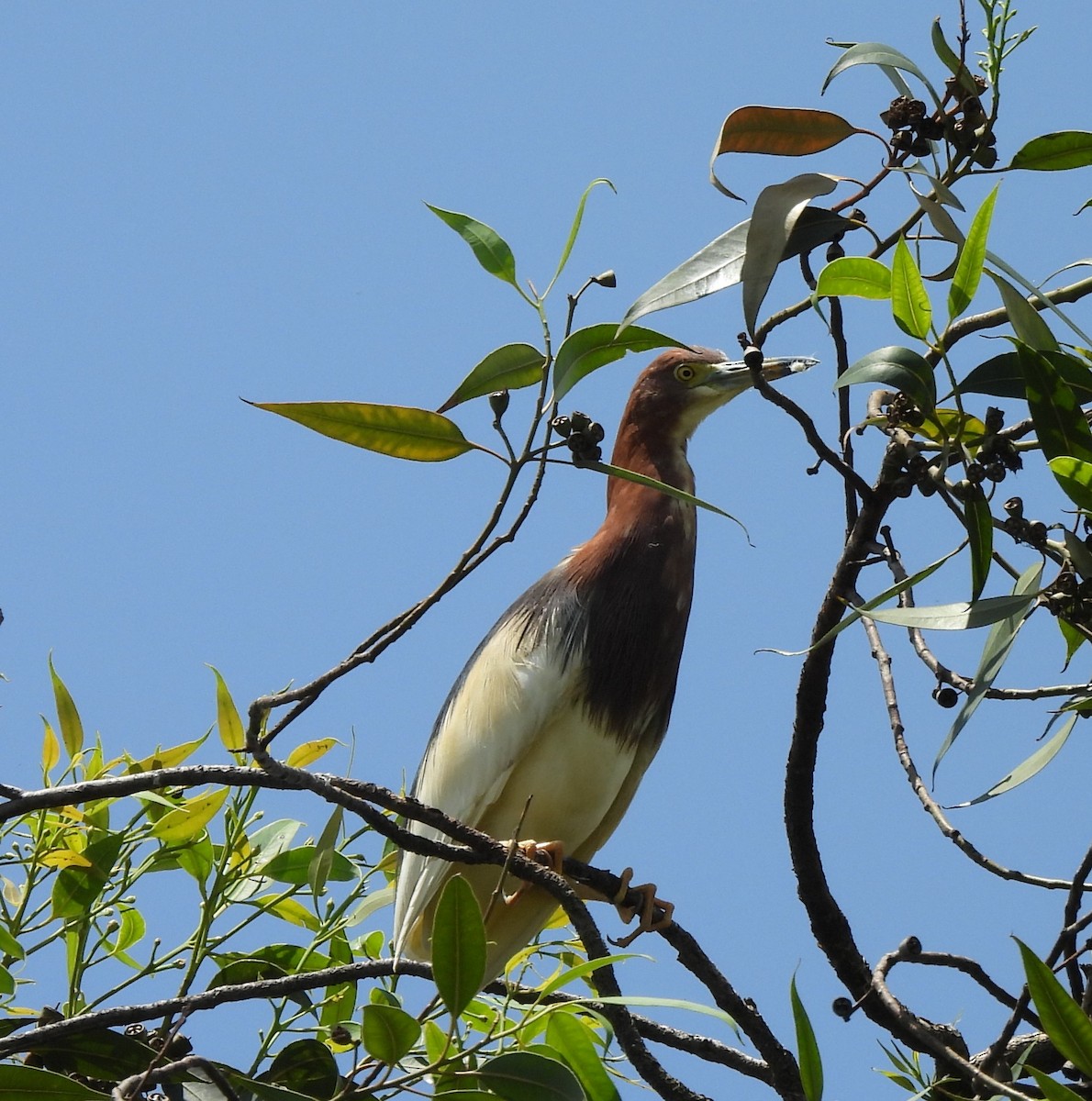 Chinese Pond-Heron - ML619884950