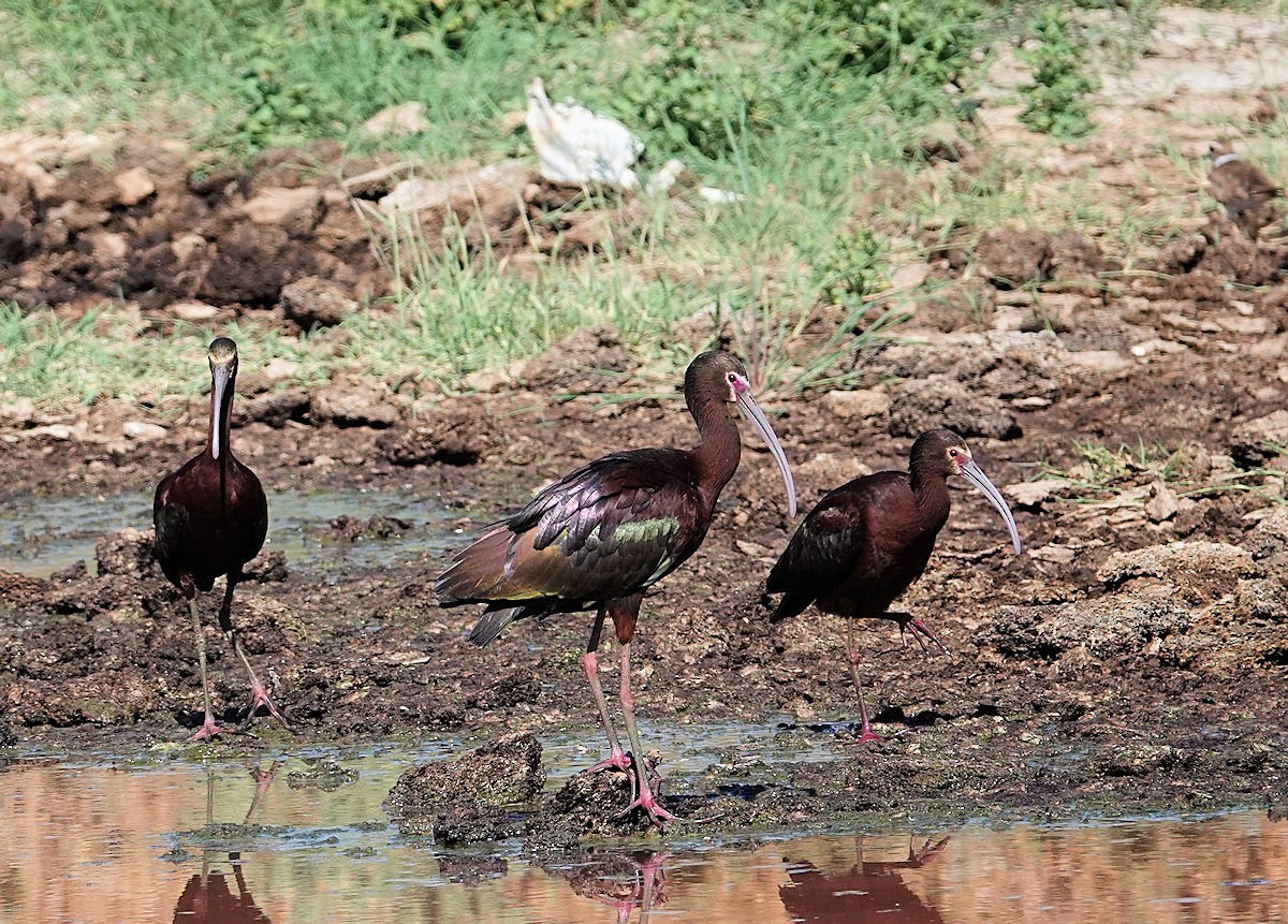 ibis americký - ML619884958