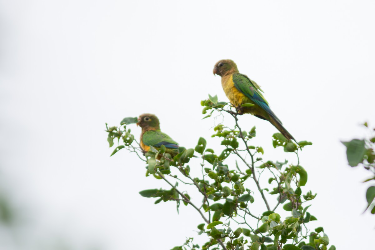 Cactus Parakeet - ML619884959