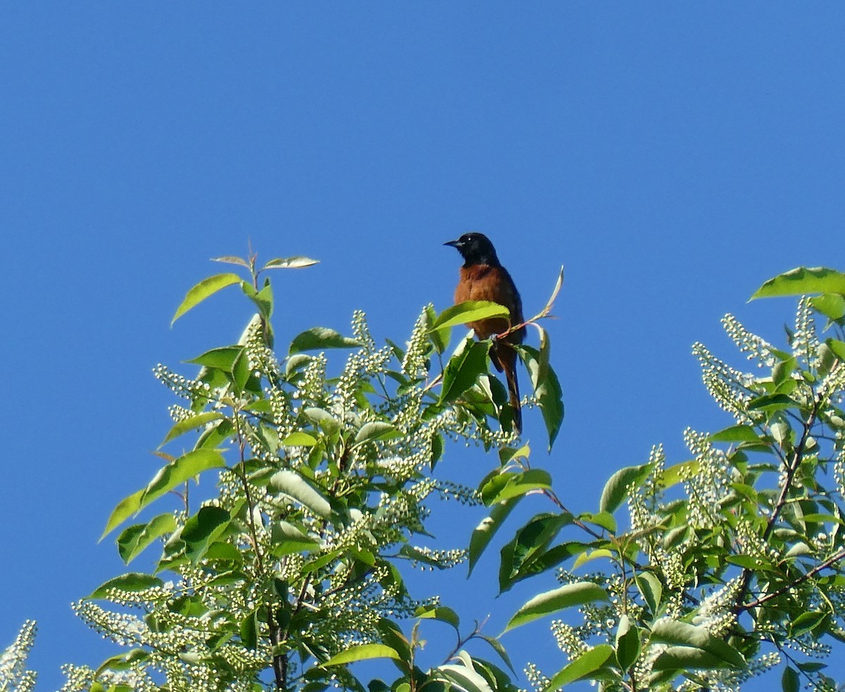 Orchard Oriole - ML619884964
