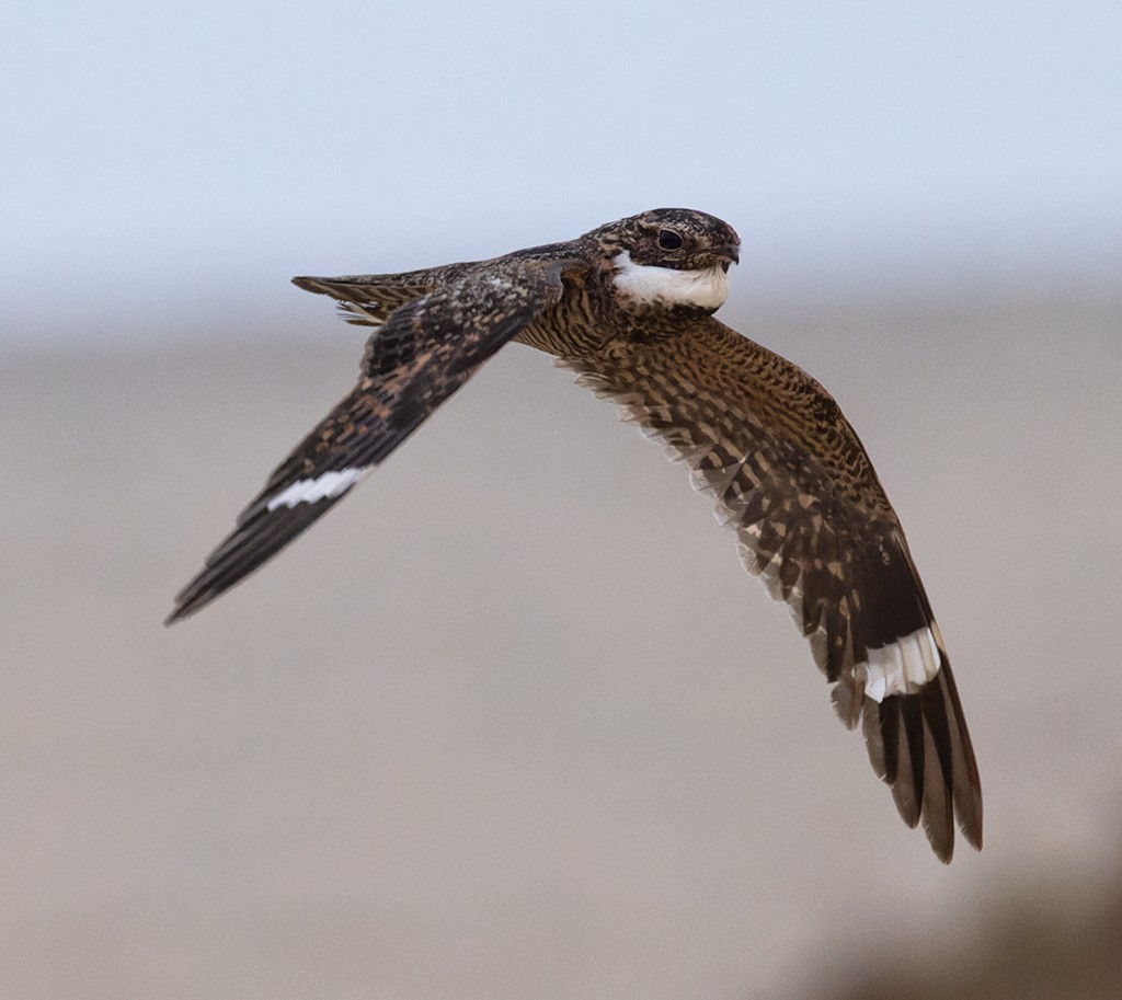 Lesser Nighthawk - ML619884974