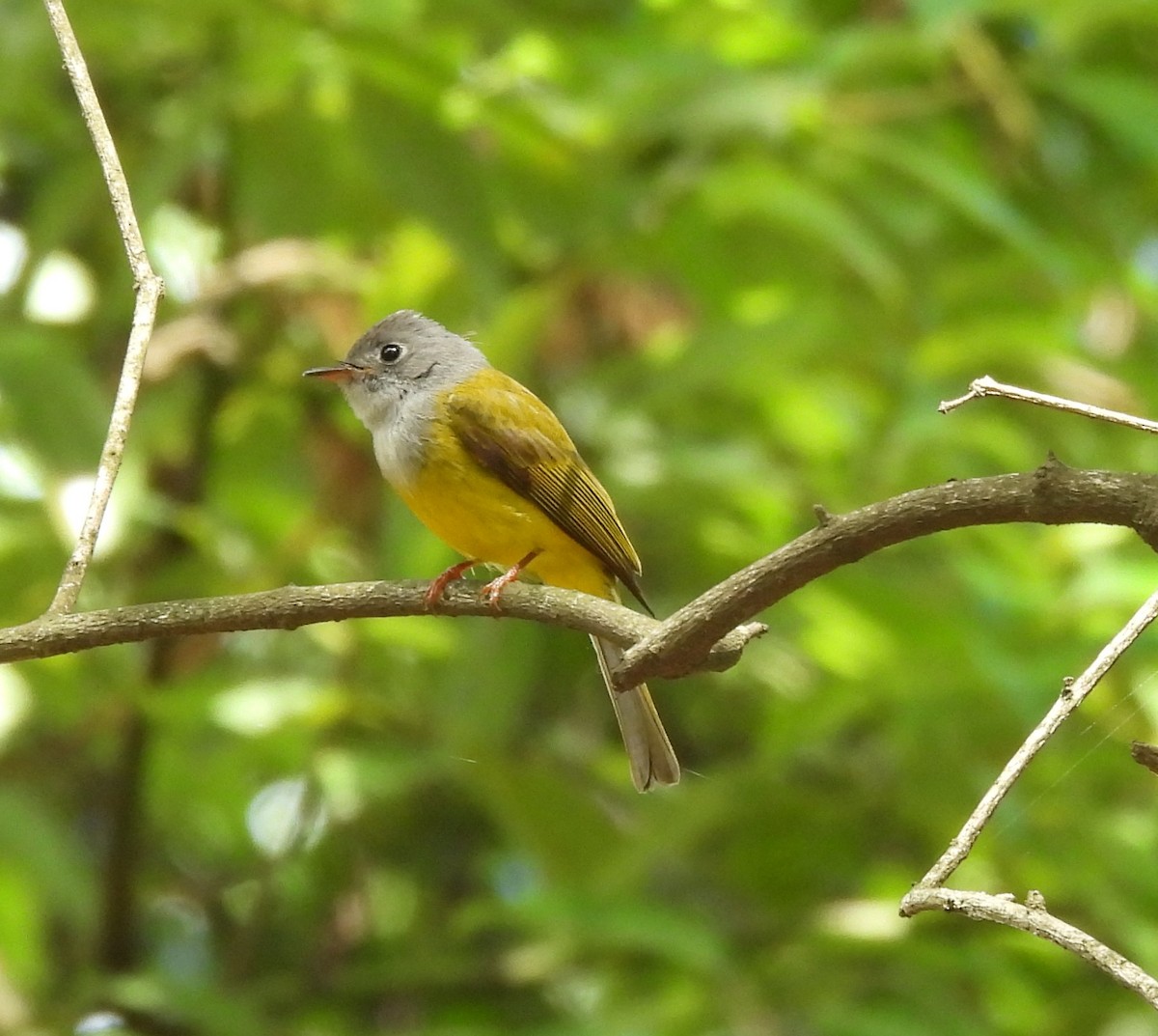 Gray-headed Canary-Flycatcher - ML619884977