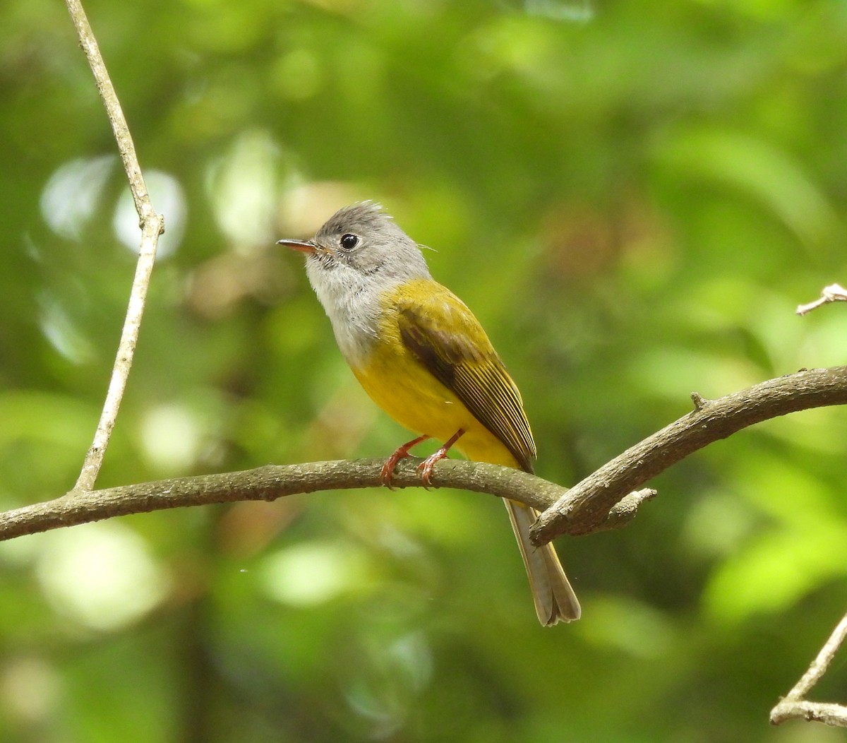 Gray-headed Canary-Flycatcher - ML619884979