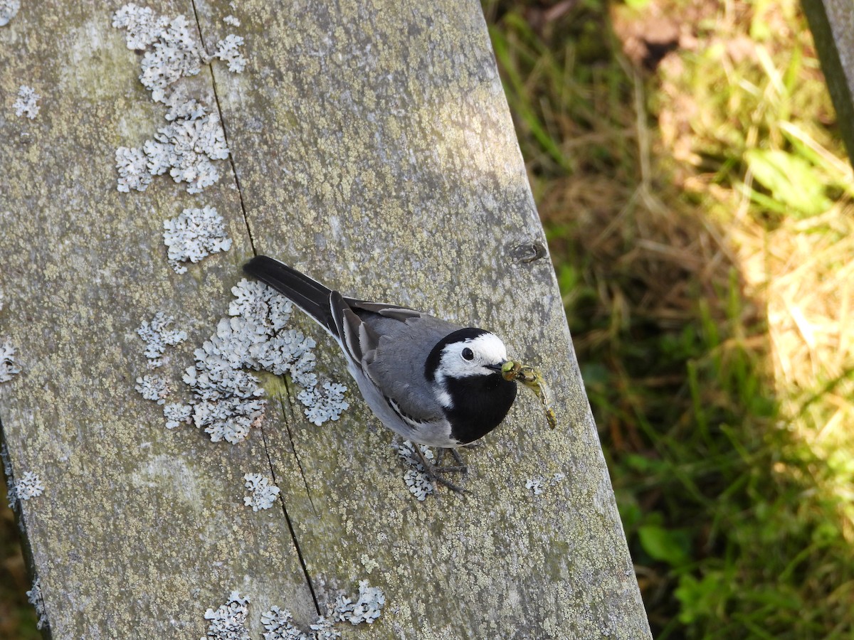 White Wagtail - Yiwen Liu