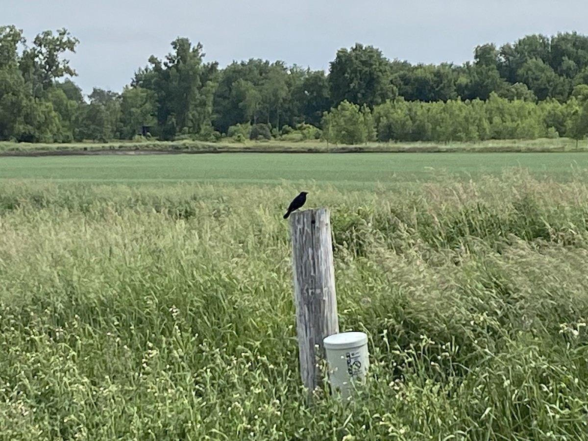 Brewer's Blackbird - ML619885008