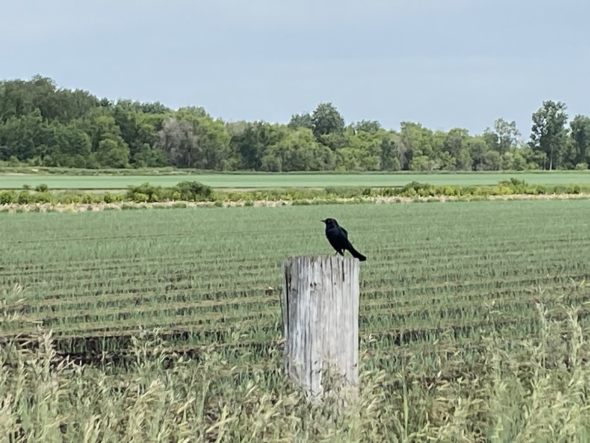 Brewer's Blackbird - ML619885010