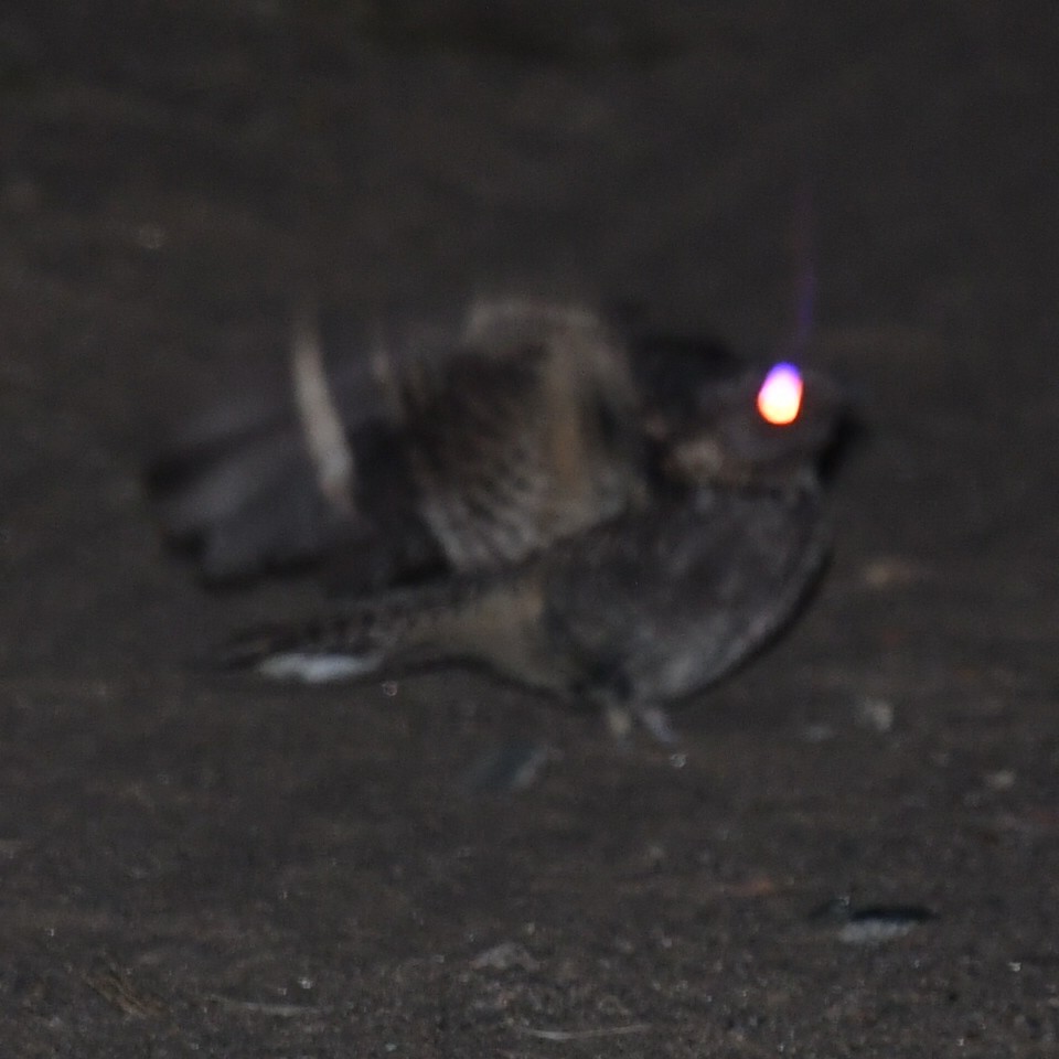 Band-winged Nightjar - ML619885013