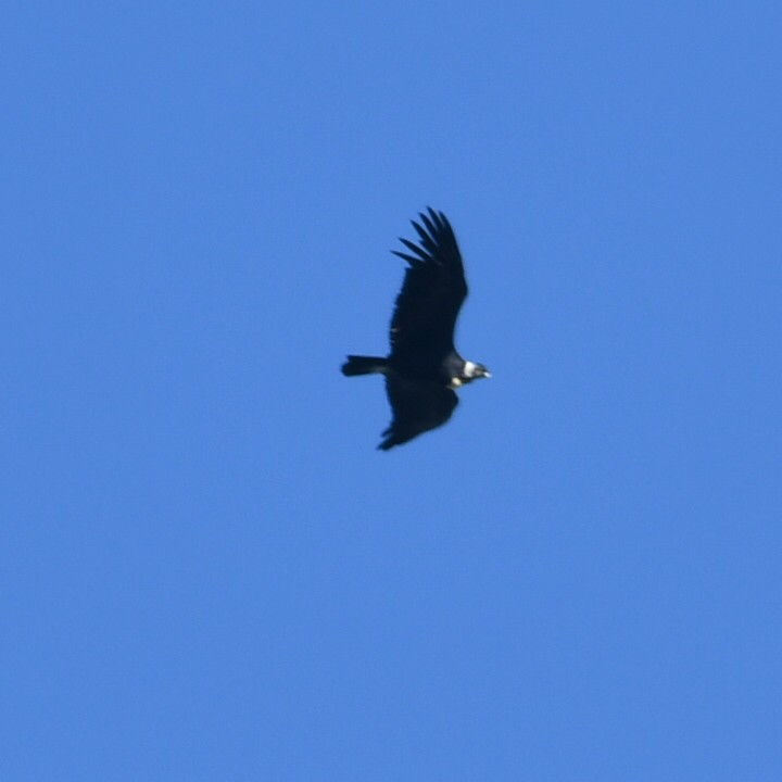 Andean Condor - ML619885029