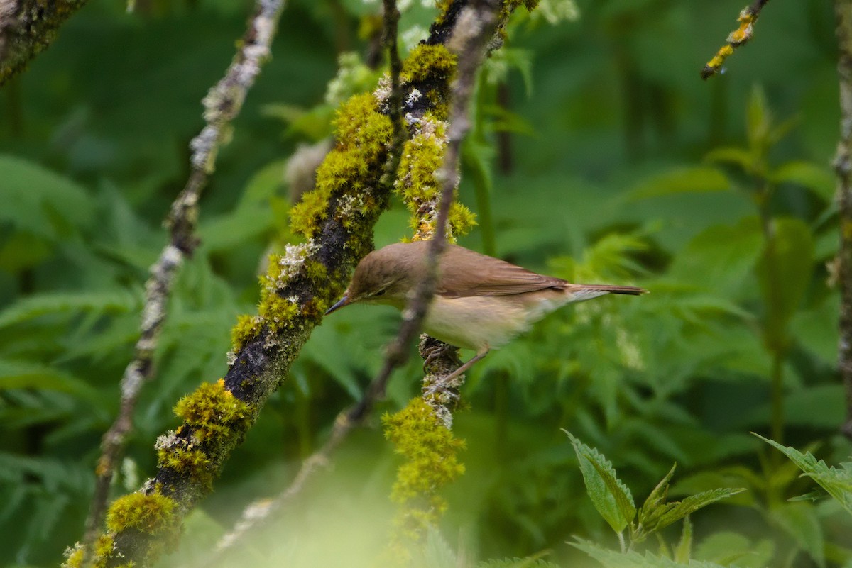 Blyth's Reed Warbler - ML619885033