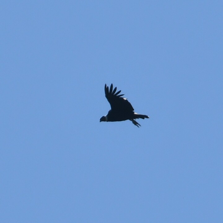 Andean Condor - ML619885036