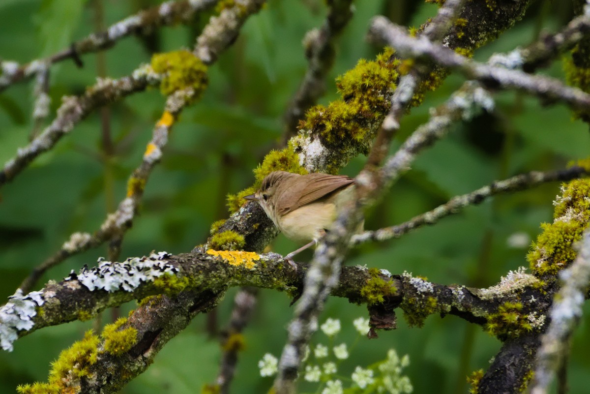 Blyth's Reed Warbler - ML619885037