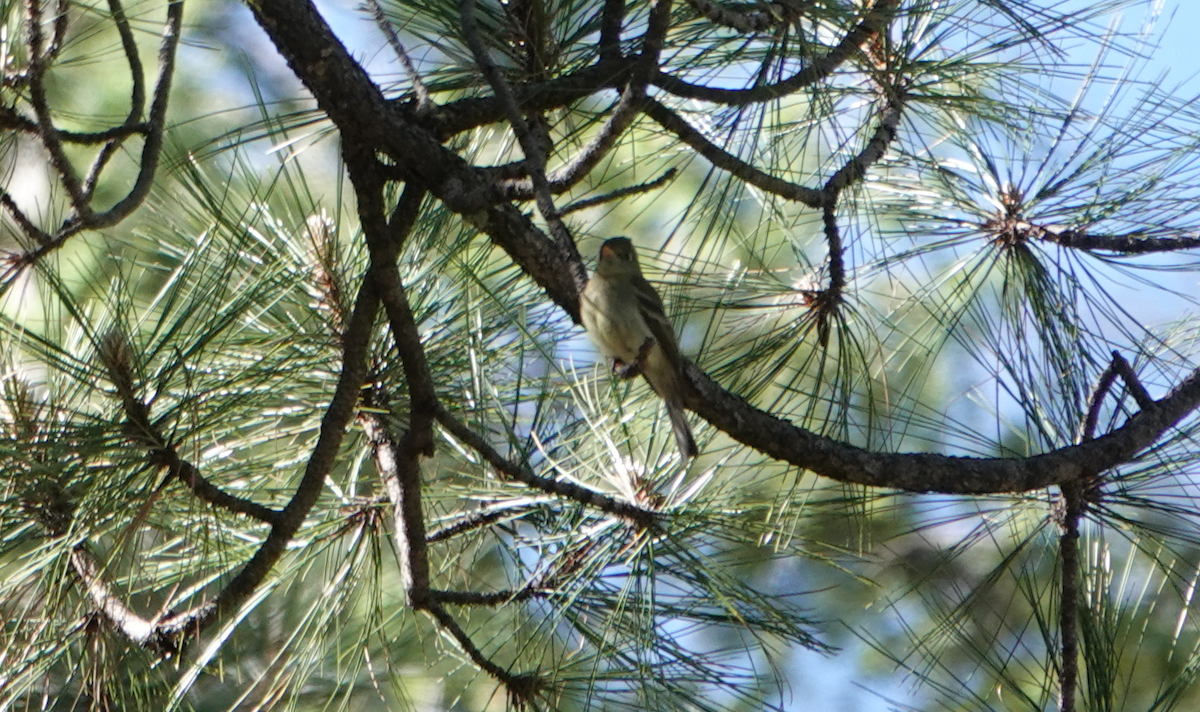 Western Flycatcher (Cordilleran) - ML619885042