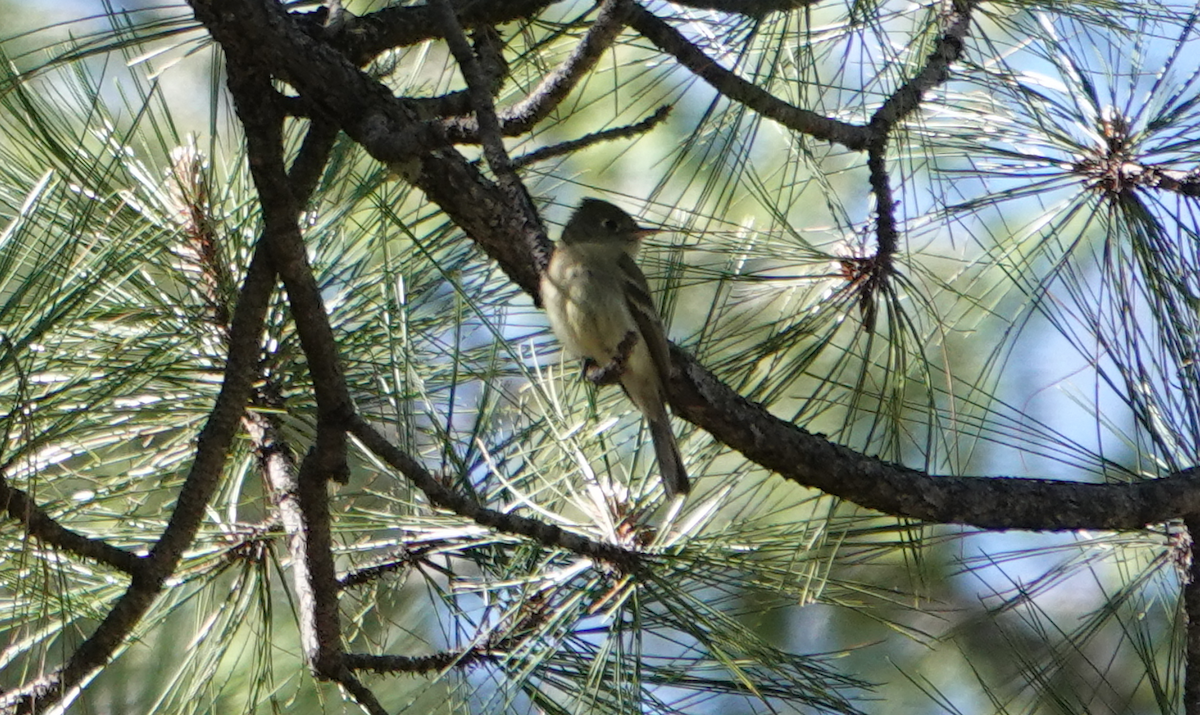 Western Flycatcher (Cordilleran) - ML619885046