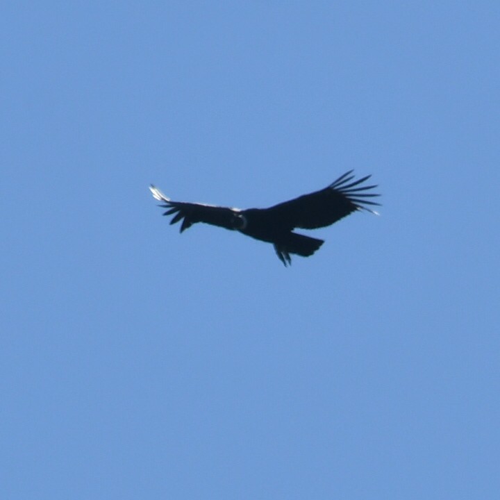 Andean Condor - ML619885050