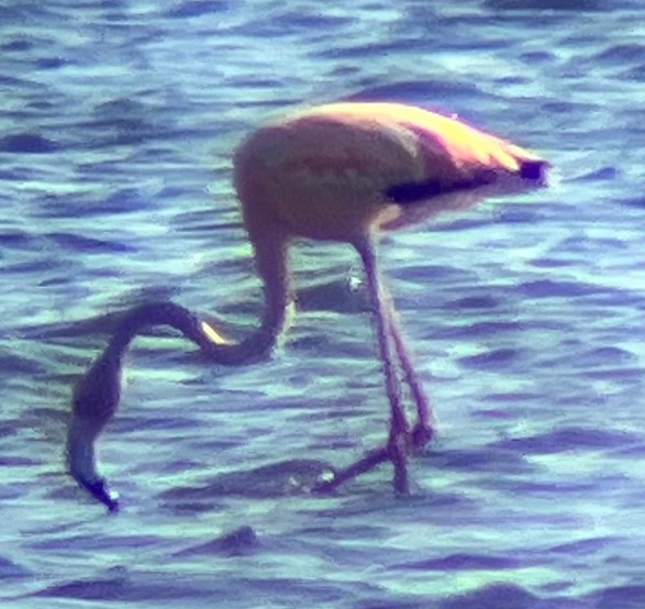 American Flamingo - ML619885062