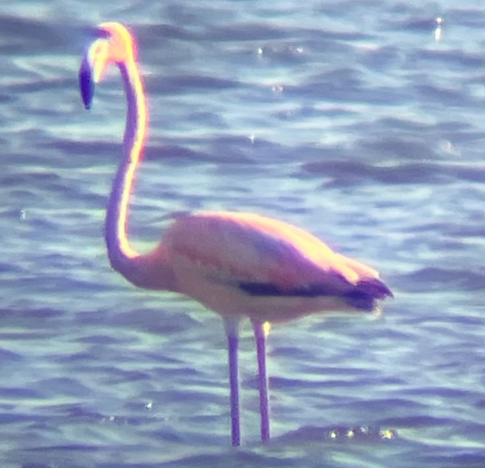 Amerika Flamingosu - ML619885063