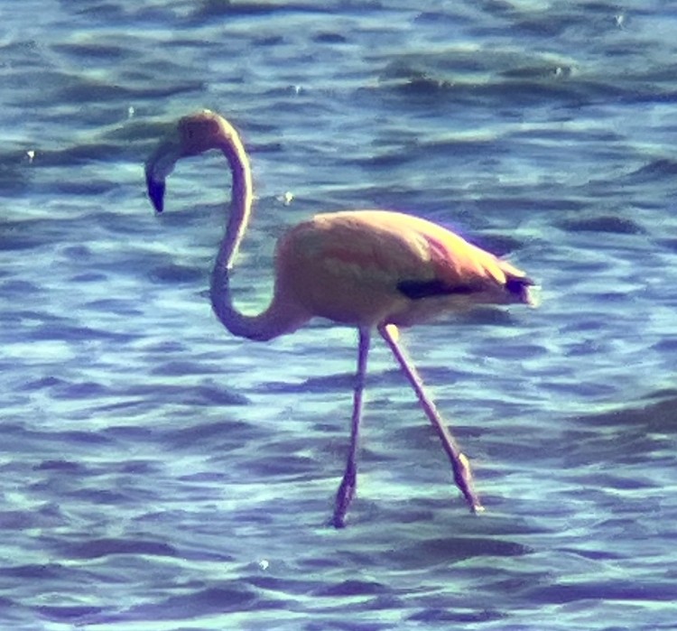 American Flamingo - ML619885064