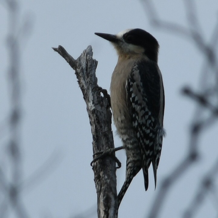 White-fronted Woodpecker - ML619885070