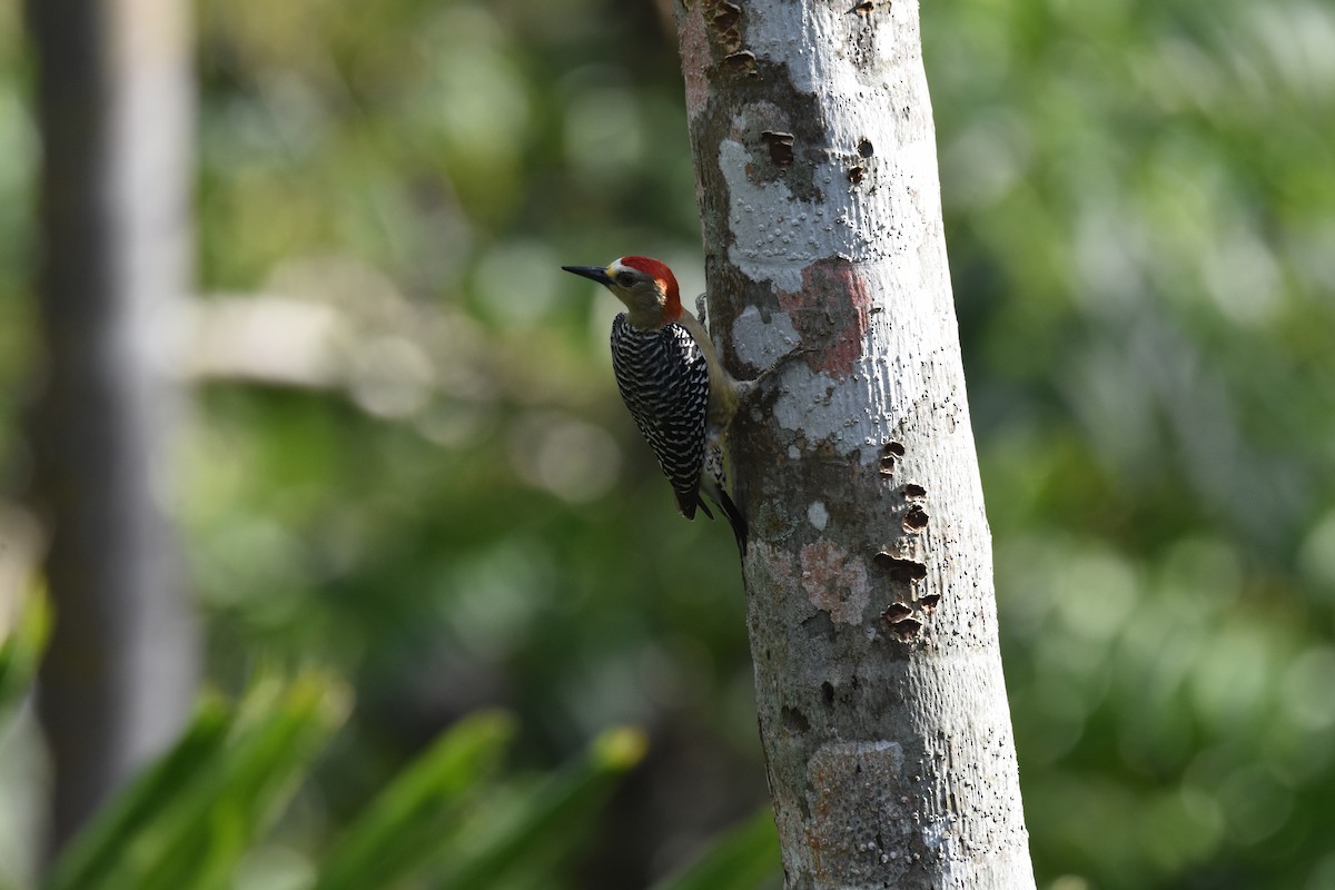 Red-crowned Woodpecker - ML619885074