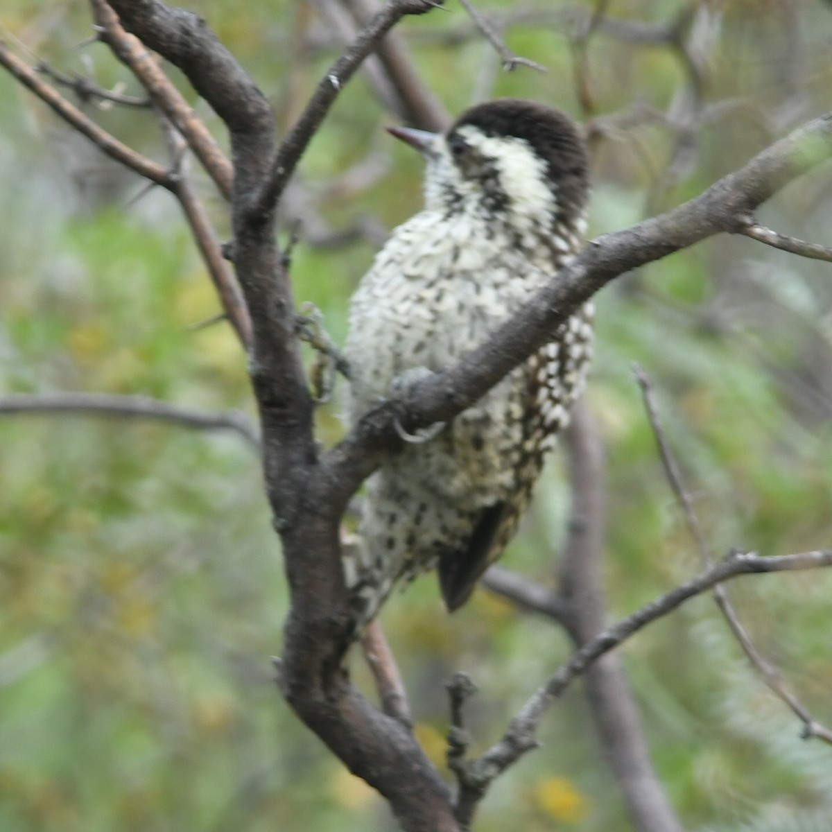 Checkered Woodpecker - ML619885079