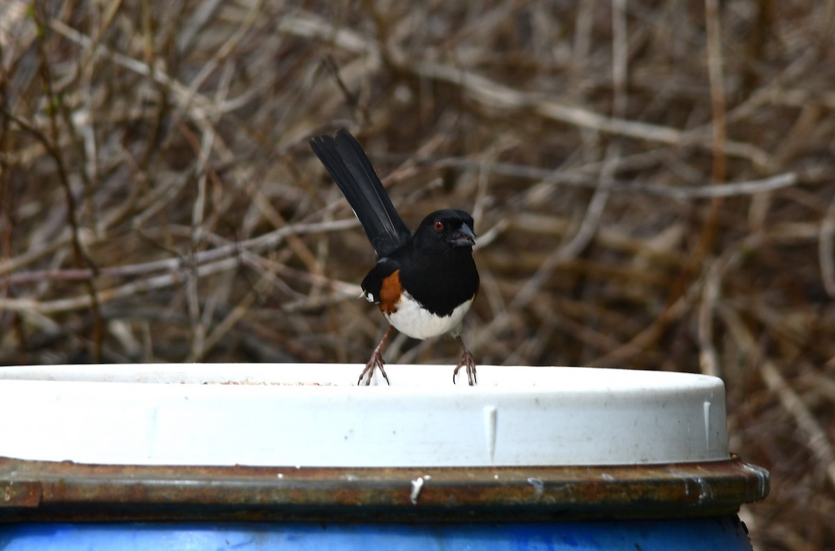 Eastern Towhee - ML619885083