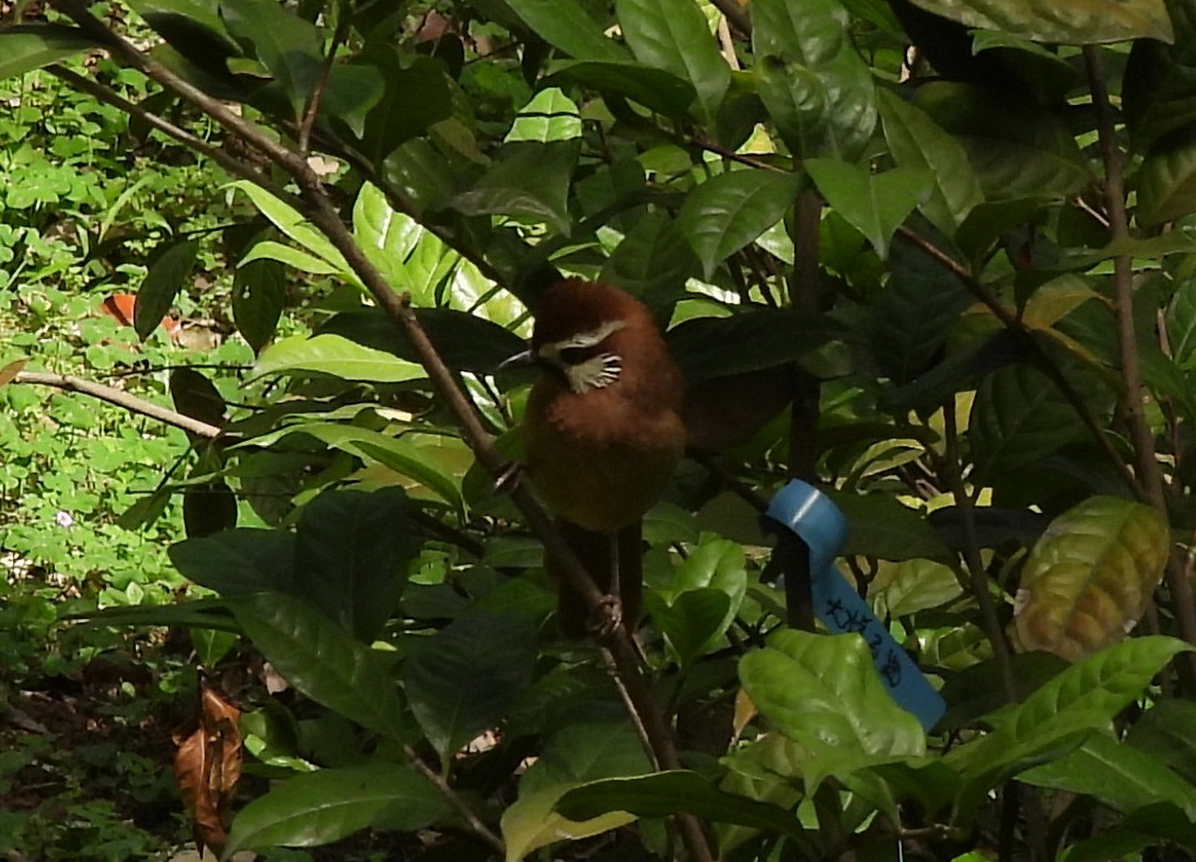 White-browed Laughingthrush - ML619885096