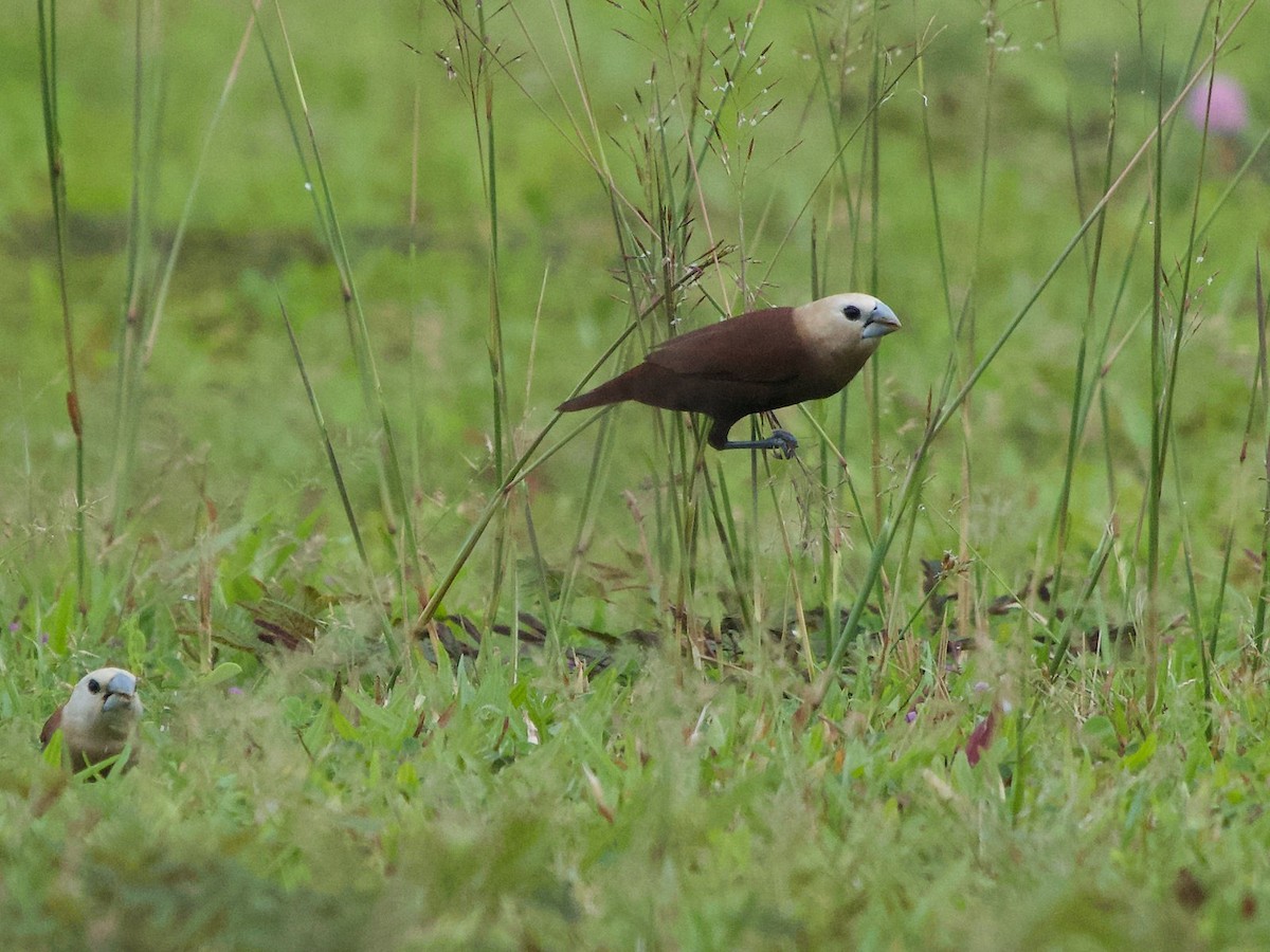 White-headed Munia - ML619885105