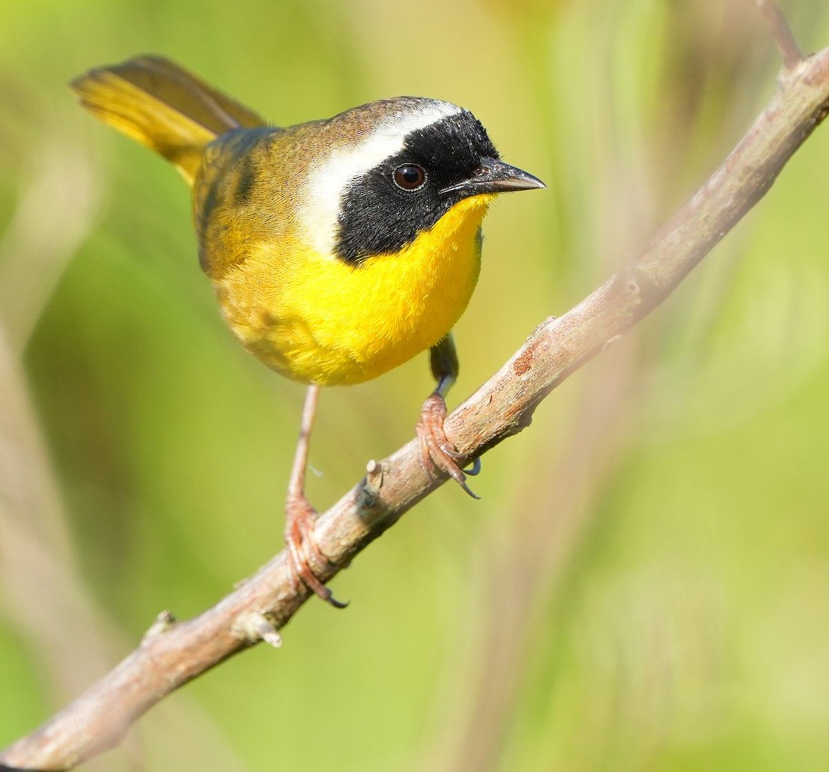 Common Yellowthroat - ML619885113