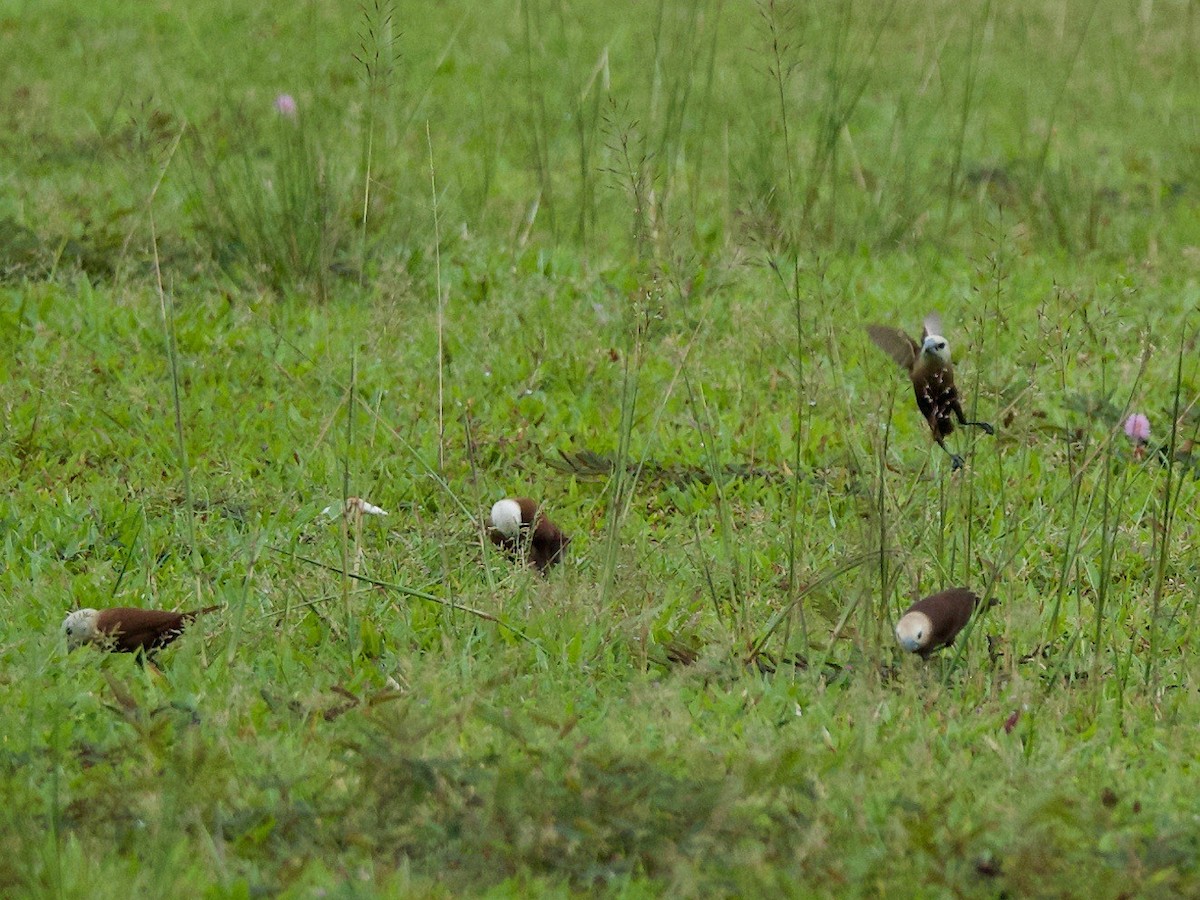 White-headed Munia - ML619885123