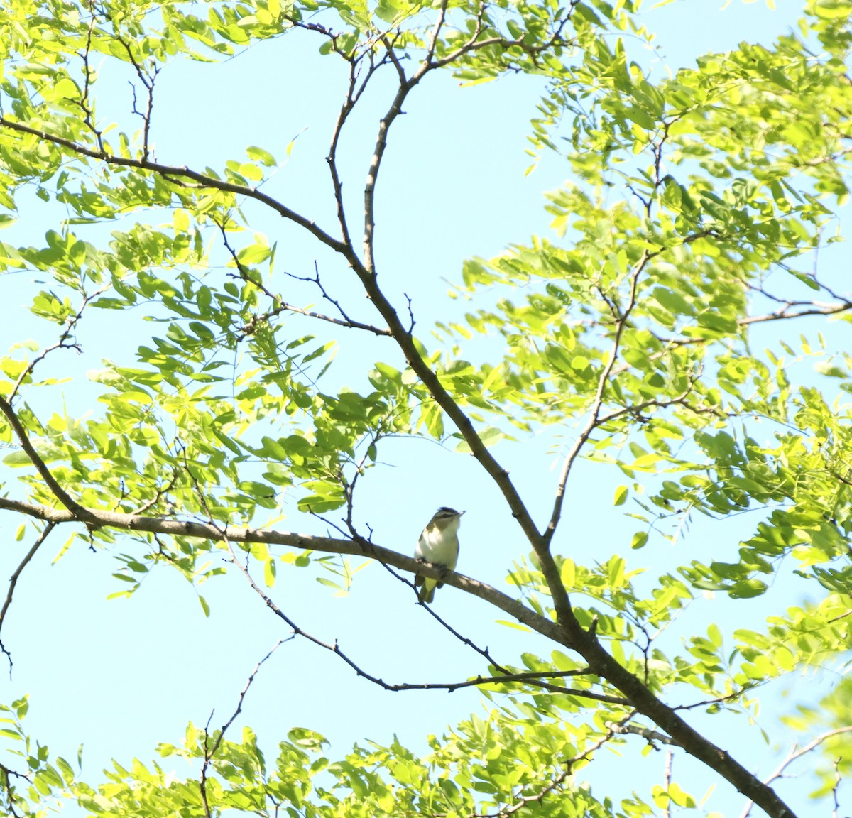 Vireo Ojirrojo - ML619885128