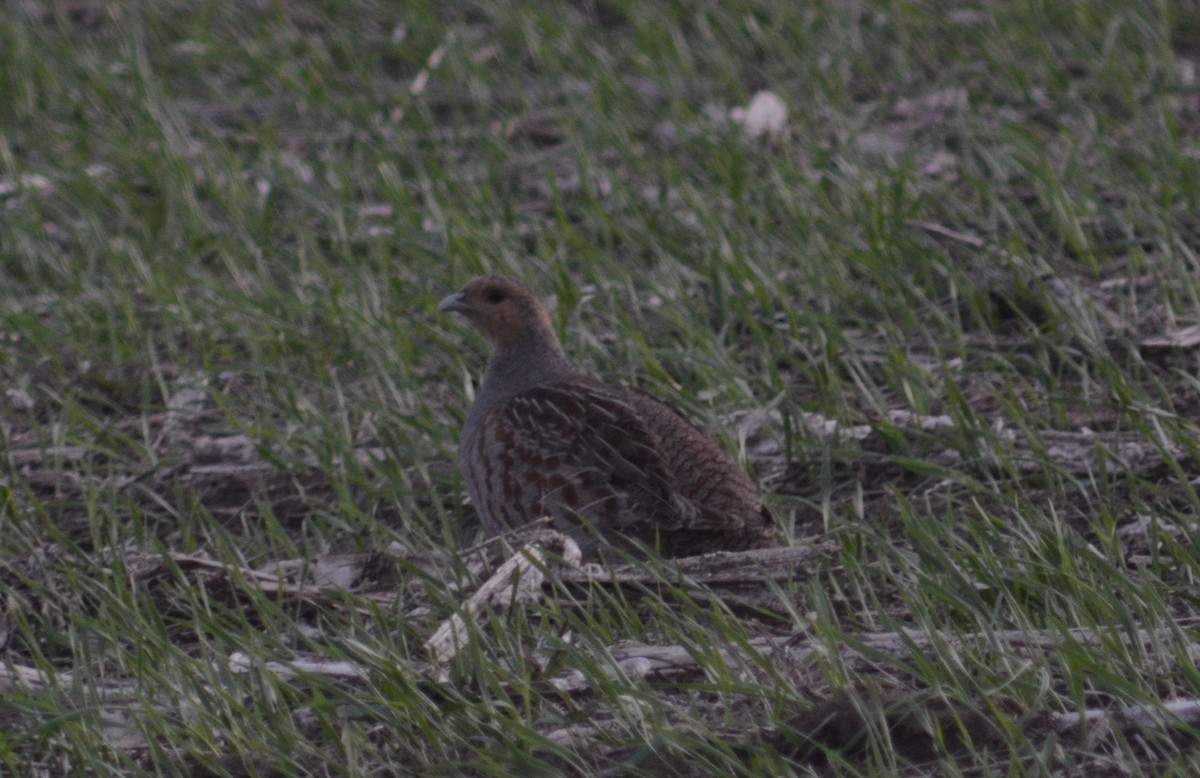 Gray Partridge - ML619885130